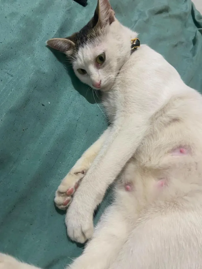 Gato raça SRD-ViraLata idade 1 ano nome Chica