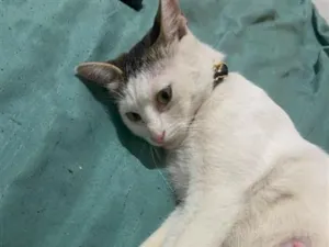 Gato raça SRD-ViraLata idade 1 ano nome Chica