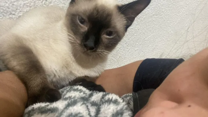 Gato raça Siamês idade 6 ou mais anos nome Pudim