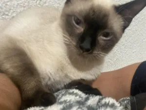 Gato raça Siamês idade 6 ou mais anos nome Pudim