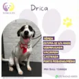 Drica