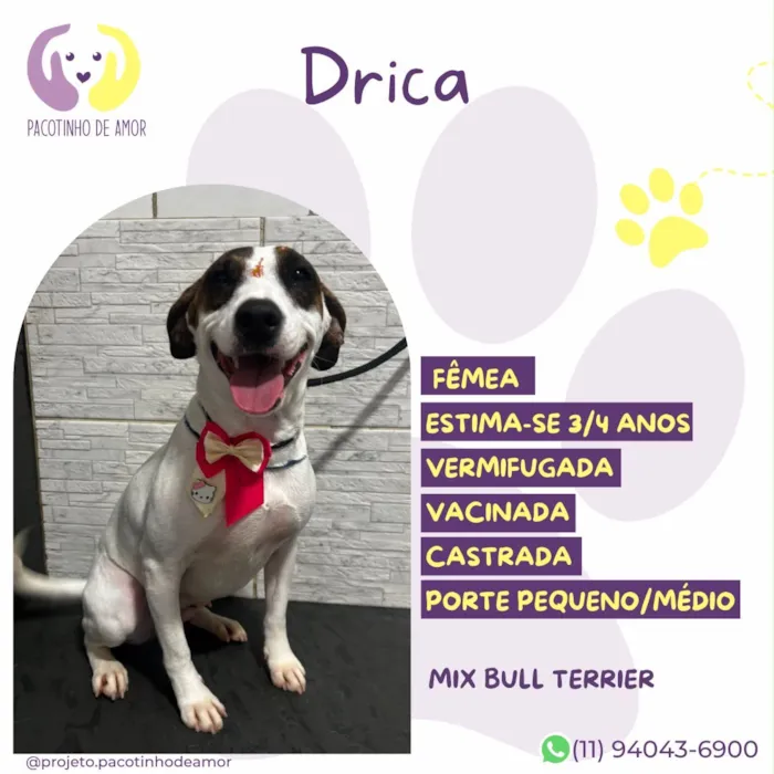 Cachorro raça SRD-ViraLata idade 3 anos nome Drica