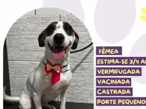 Cachorro raça SRD-ViraLata idade 3 anos nome Drica