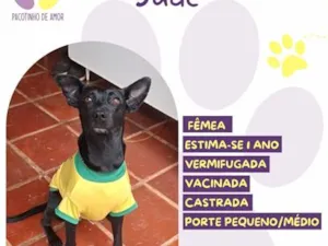 Cachorro raça SRD-ViraLata idade 1 ano nome Jade