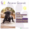 Ariana Grande