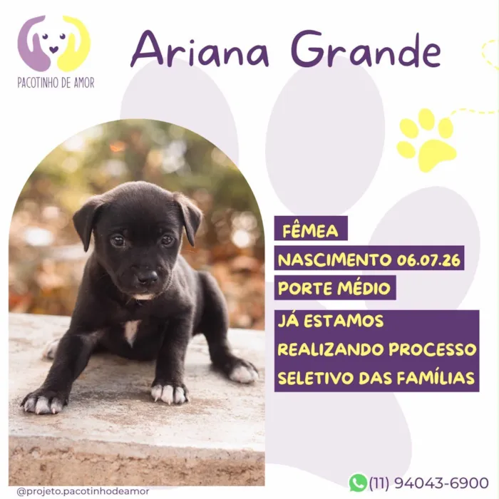 Cachorro raça SRD-ViraLata idade Abaixo de 2 meses nome Ariana Grande