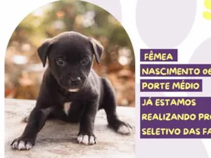 Cachorro raça SRD-ViraLata idade Abaixo de 2 meses nome Ariana Grande