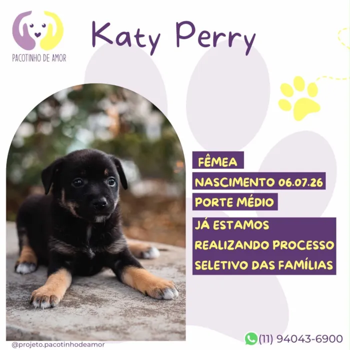 Cachorro raça SRD-ViraLata idade Abaixo de 2 meses nome Katy Perry