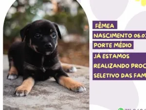 Cachorro raça SRD-ViraLata idade Abaixo de 2 meses nome Katy Perry