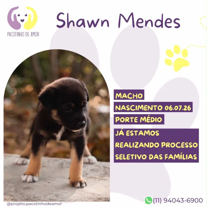 Cachorro raça SRD-ViraLata idade Abaixo de 2 meses nome Shawn Mendes