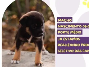 Cachorro raça SRD-ViraLata idade Abaixo de 2 meses nome Shawn Mendes