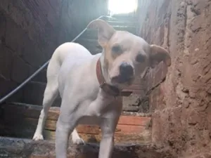 Cachorro raça SRD-ViraLata idade 1 ano nome mel