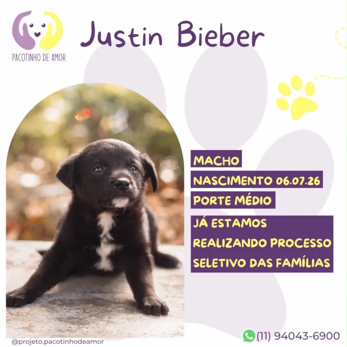 Cachorro raça SRD-ViraLata idade Abaixo de 2 meses nome Justin Bieber