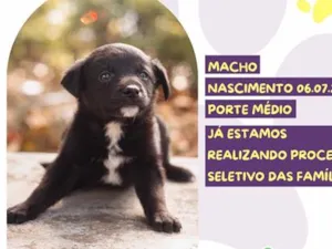Cachorro raça SRD-ViraLata idade Abaixo de 2 meses nome Justin Bieber