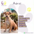 Adriel