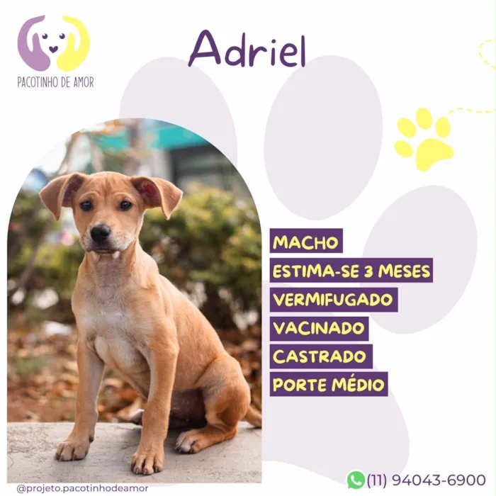 Cachorro raça SRD-ViraLata idade 2 a 6 meses nome Adriel
