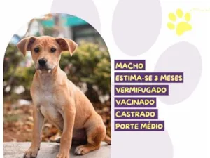 Cachorro raça SRD-ViraLata idade 2 a 6 meses nome Adriel