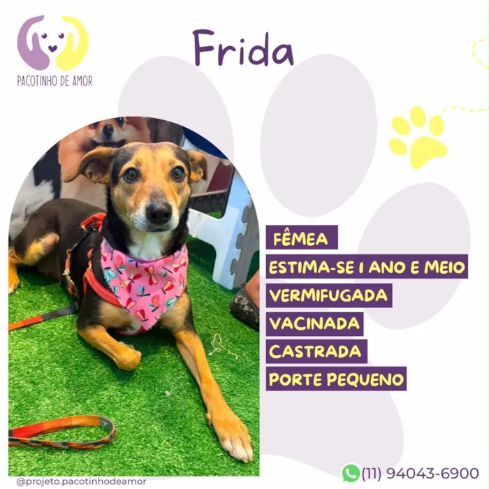 Cachorro raça SRD-ViraLata idade 2 anos nome Frida
