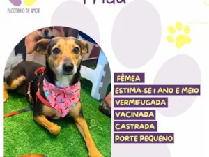Cachorro raça SRD-ViraLata idade 2 anos nome Frida