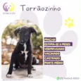 Torrãozinho