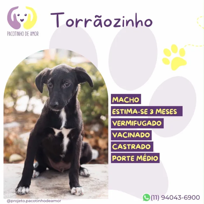 Cachorro raça SRD-ViraLata idade 2 a 6 meses nome Torrãozinho