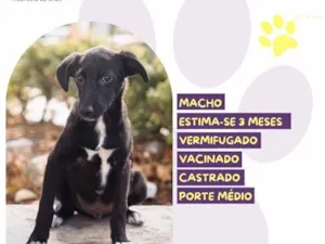 Cachorro raça SRD-ViraLata idade 2 a 6 meses nome Torrãozinho