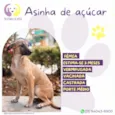 Asinha de açúcar