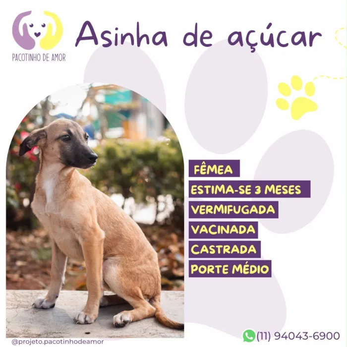 Cachorro raça SRD-ViraLata idade 2 a 6 meses nome Asinha de açúcar