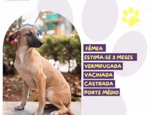 Cachorro raça SRD-ViraLata idade 2 a 6 meses nome Asinha de açúcar