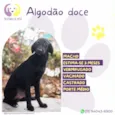 Algodão doce