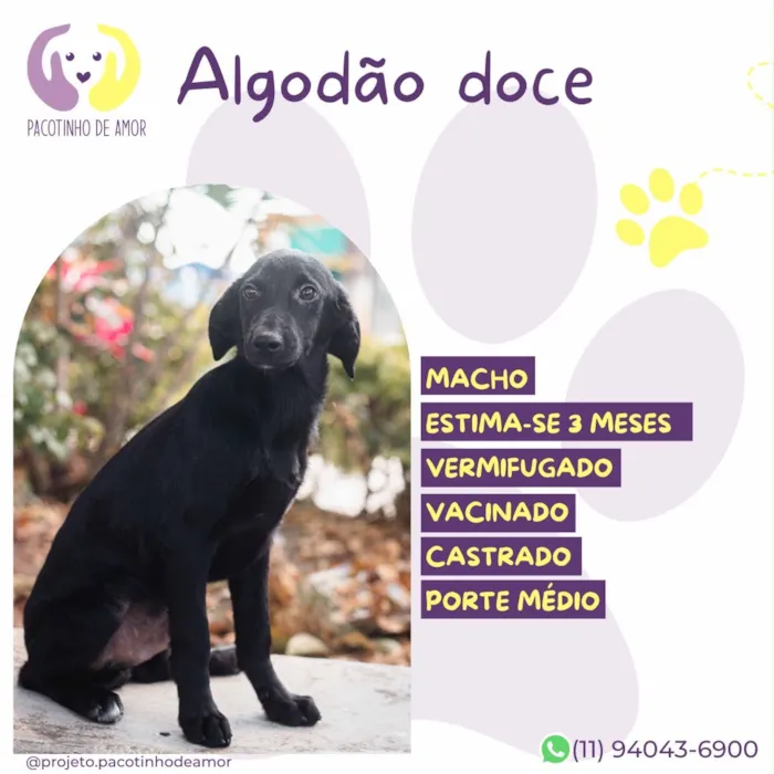 Cachorro raça SRD-ViraLata idade 2 a 6 meses nome Algodão doce