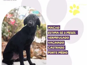 Cachorro raça SRD-ViraLata idade 2 a 6 meses nome Algodão doce