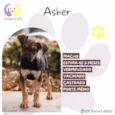 Asher