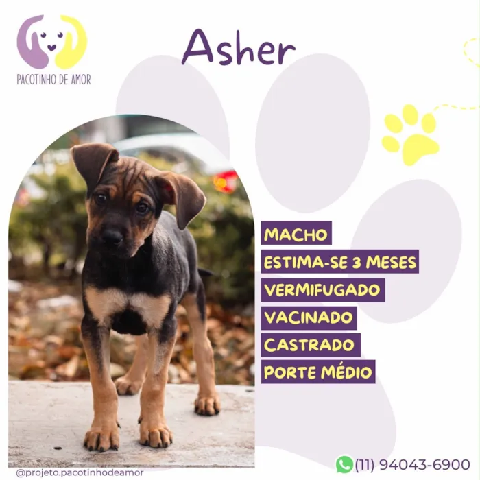 Cachorro raça SRD-ViraLata idade 2 a 6 meses nome Asher