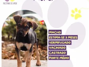 Cachorro raça SRD-ViraLata idade 2 a 6 meses nome Asher