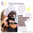 Camembert