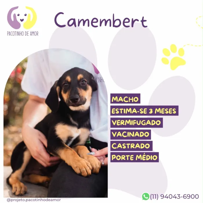 Cachorro raça SRD-ViraLata idade 2 a 6 meses nome Camembert