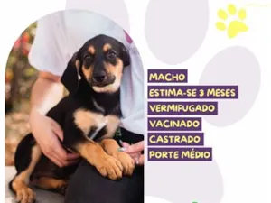 Cachorro raça SRD-ViraLata idade 2 a 6 meses nome Camembert