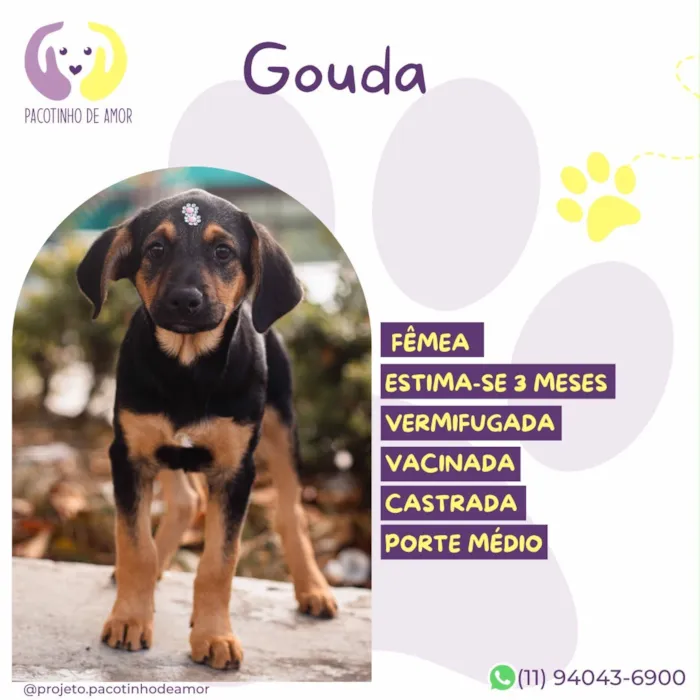 Cachorro raça SRD-ViraLata idade 2 a 6 meses nome Gouda