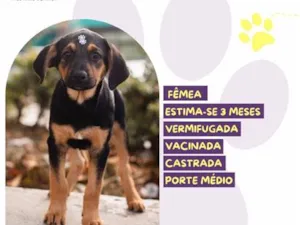 Cachorro raça SRD-ViraLata idade 2 a 6 meses nome Gouda