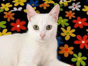 Gato raça SRD-ViraLata idade 2 a 6 meses nome Algodão 