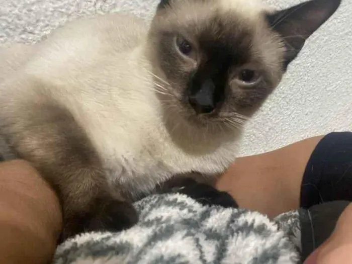 Gato raça Siamês idade 6 ou mais anos nome Pudim