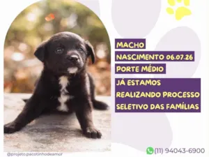 Cachorro raça SRD-ViraLata idade Abaixo de 2 meses nome Justin Bieber
