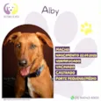 Alby