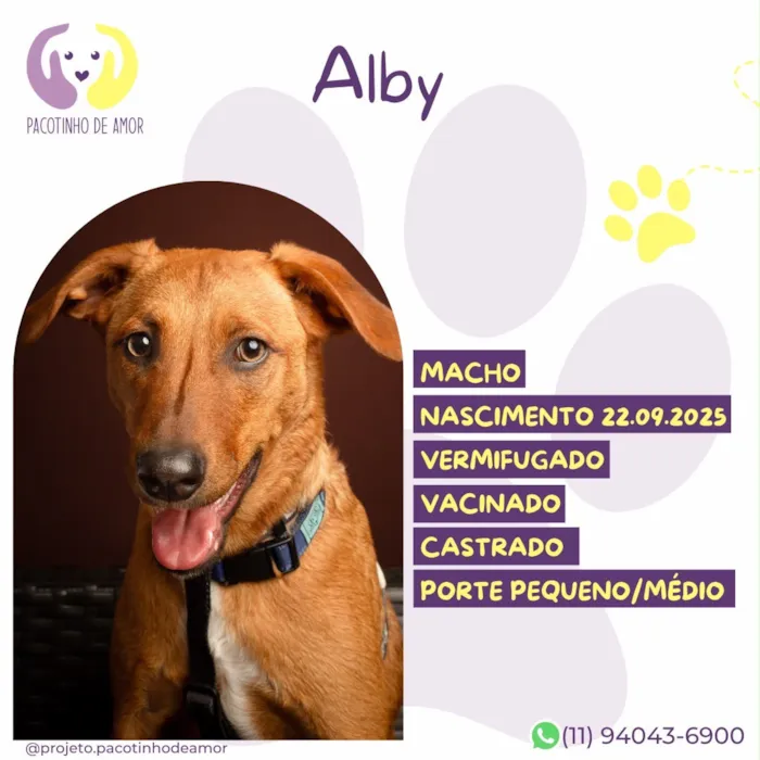 Cachorro raça SRD-ViraLata idade 7 a 11 meses nome Alby