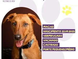 Cachorro raça SRD-ViraLata idade 7 a 11 meses nome Alby