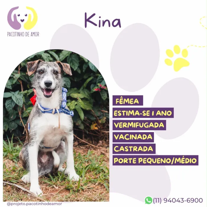 Cachorro raça SRD-ViraLata idade 1 ano nome Kina