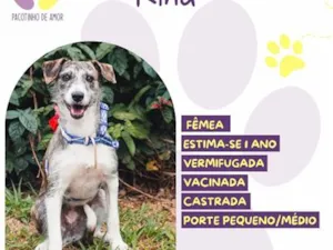 Cachorro raça SRD-ViraLata idade 1 ano nome Kina