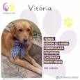 Vitória