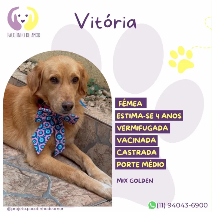 Cachorro raça SRD-ViraLata idade 4 anos nome Vitória